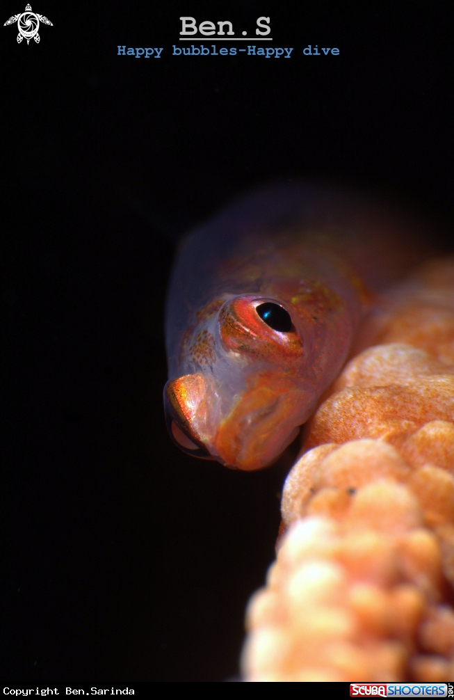 A whip coral goby