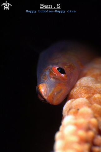 A whip coral goby