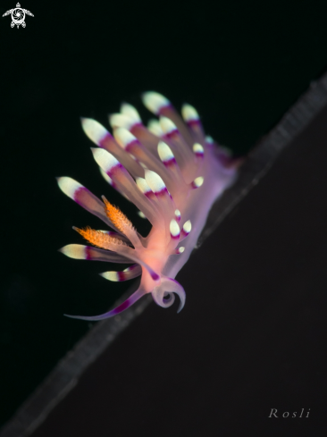 A Flabellina