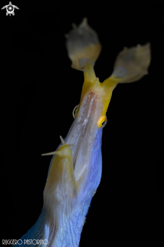 A Ribbon eel