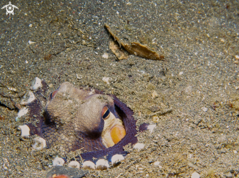 A coconut octopus