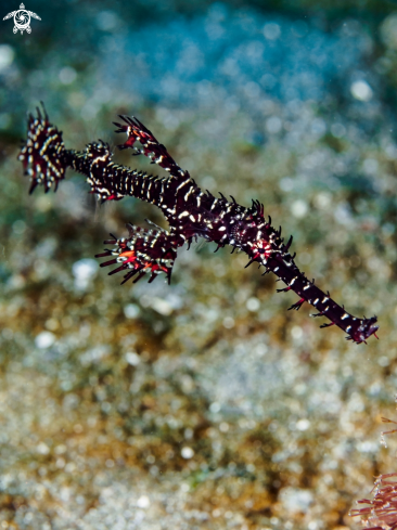 A Ornate Ghost Pipefish