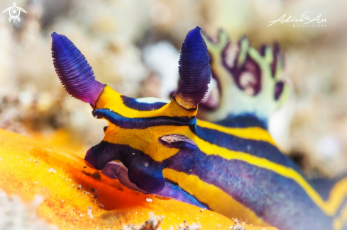 A Nudibranch