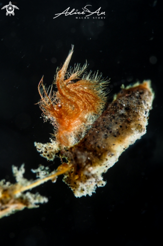 A phycocaris simulans  | hairy shrimp