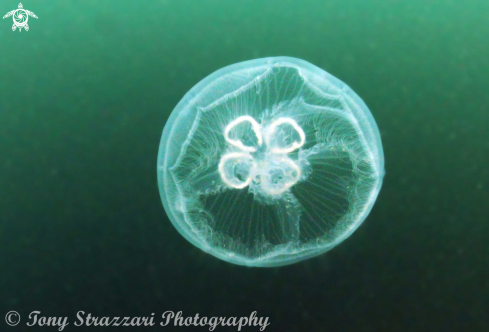 A Jellyfish