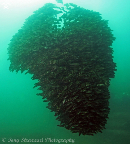 A Striped catfish