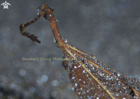 A underwater creature