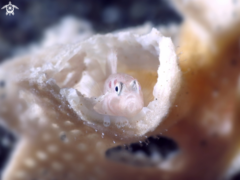 A WHITE GOBY