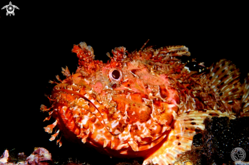 A Scorpionfish