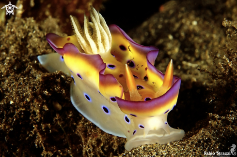 A Nudibranch