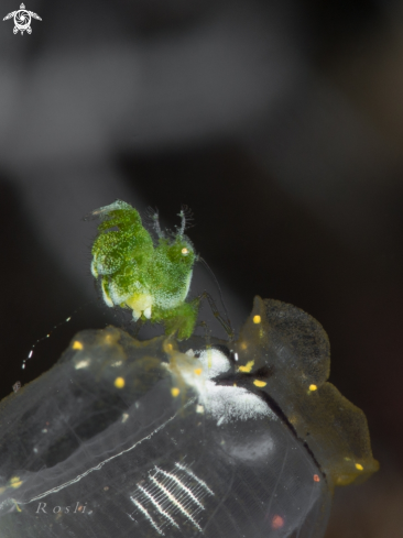 A Green Hairy Shrimp