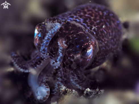 A PYGMY SQUID