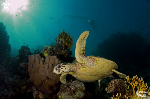 A Green turtle