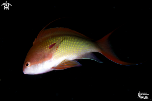 A Anthias