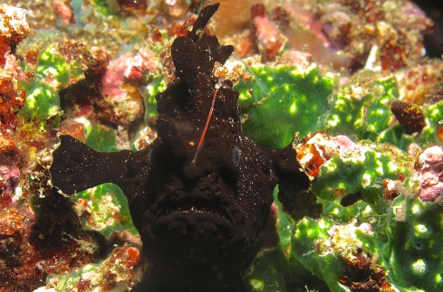 A frogfish