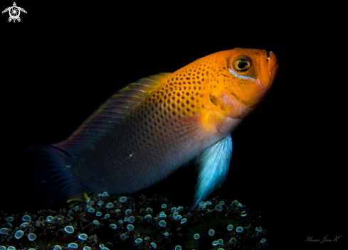 A Cardinal fish