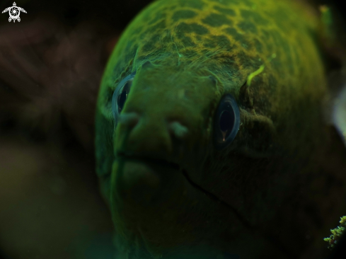 A moray eel