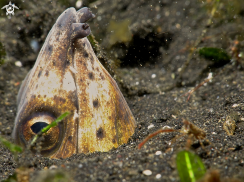 A snake eel