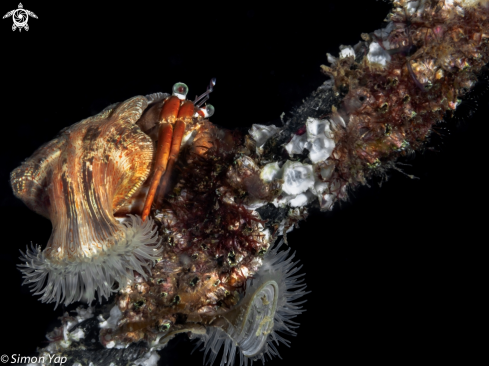 A Jewelled Anemone Hermit Crab