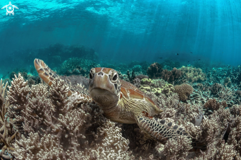 A Chelonia mydas