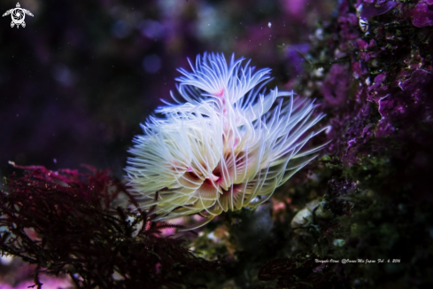 A Protula (Philippiprotula) magnifica | Feather duster worm 