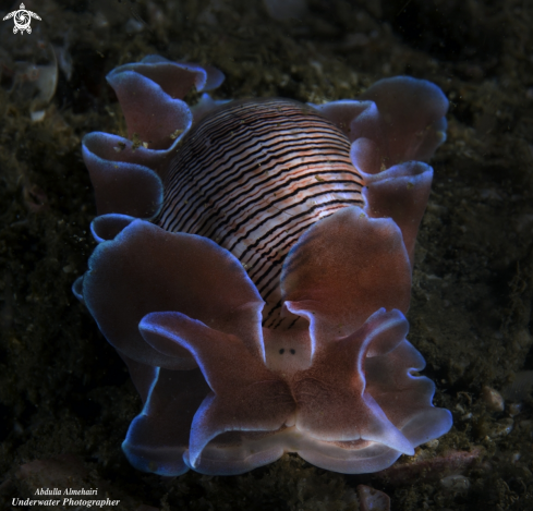 A Nudibranch