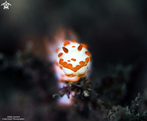 A Nudibranch