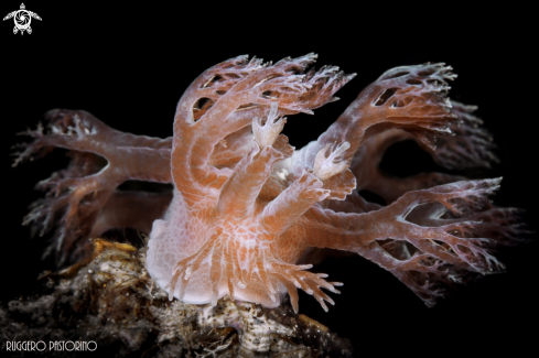 A Marionia arborescens | Tree nudibranch