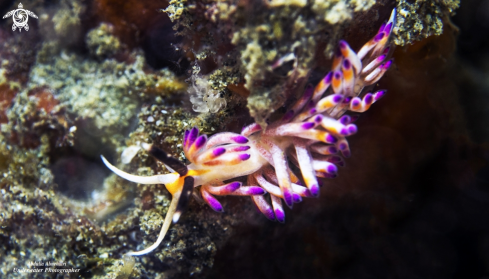 A Nudibranch