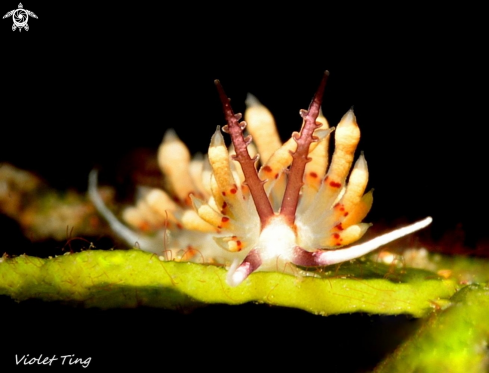 A Nudi