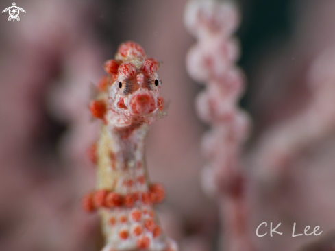 A seahorse