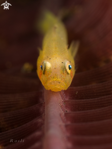 A Ghost Goby