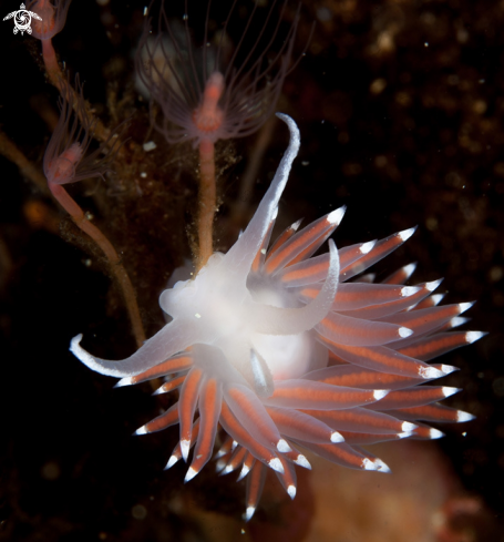 A Flabellina SP