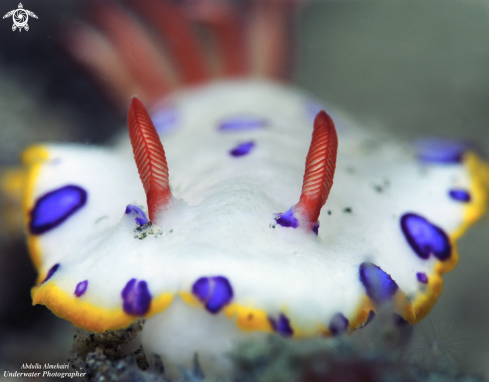 A Nudibranch