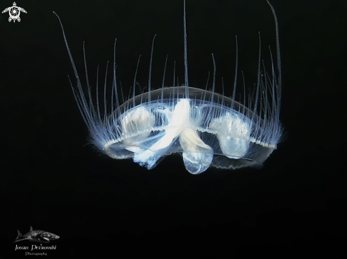 A   Craspedacusta sowerbii | Slatkovodna meduza / Freshwater jellifish.