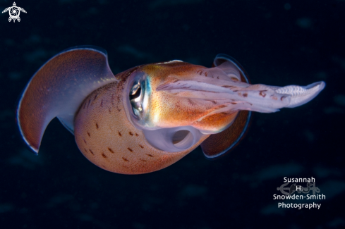 A Sepioteuthis sepioidea | Caribbean Reef Squid