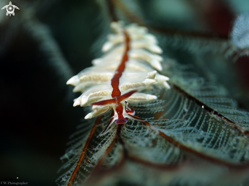 A Eubranchus sp | White banteng