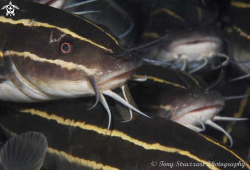 A Stripey catfish