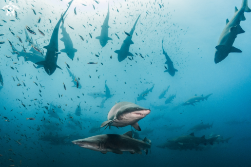 A Sand Tiger Shark