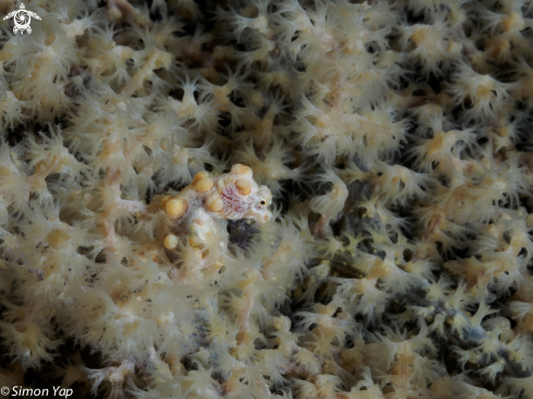 A Hippocampus bargibanti | Bargibant's Pygmy Seahorse