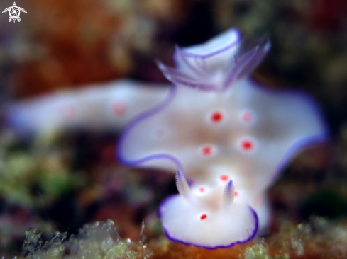 A NUDI