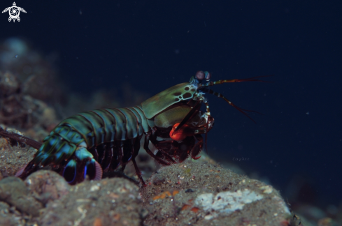 A Mantis Shrimp