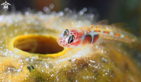 A Orange Sided Goby