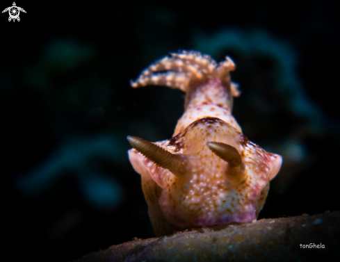 A Hypselodoris reidi | Nudibranch