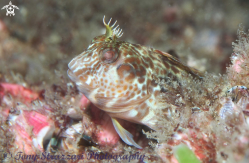 A Horned blenny