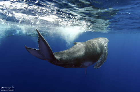 A Humpback whale