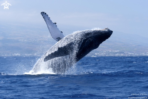 A Humpback whale