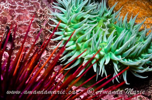 A Green Surf Anemone