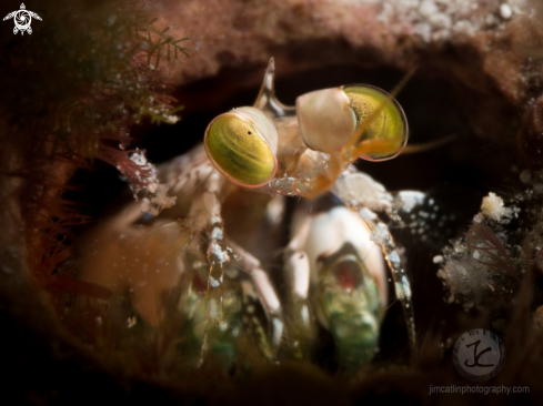 A Mantis shrimp