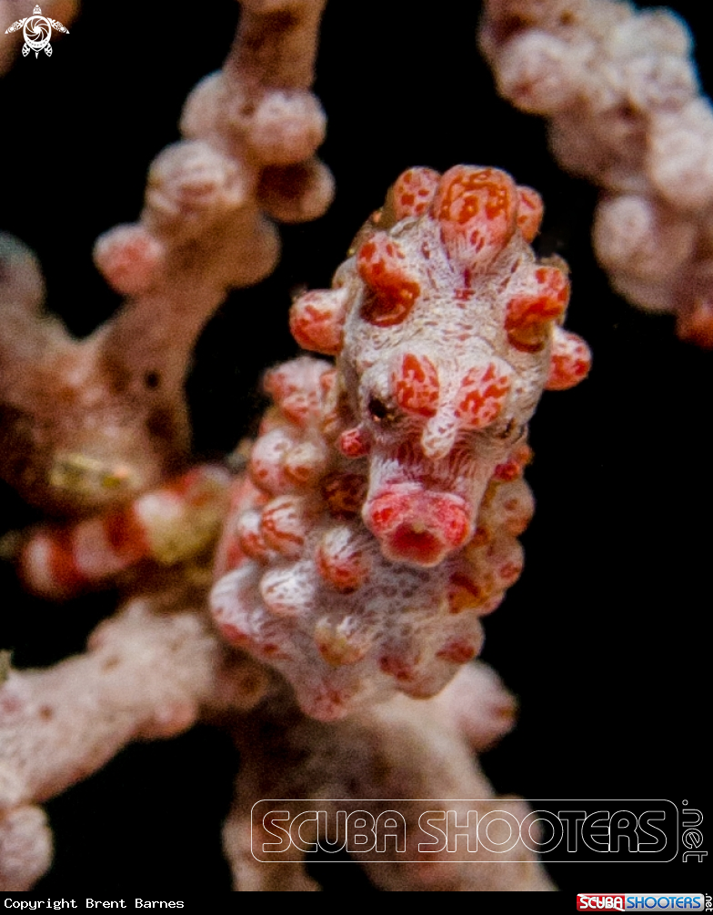 A Pygmy Seahorse